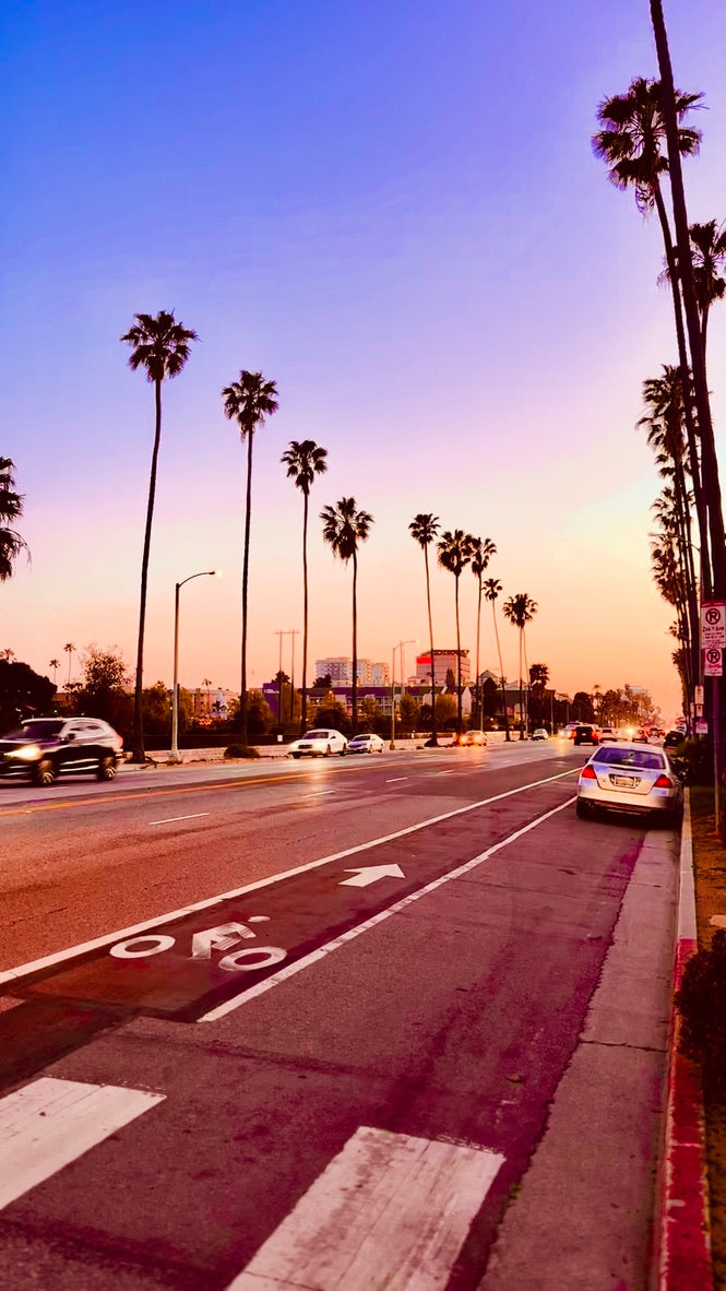 Palm trees lining a Los Angeles street at sunset