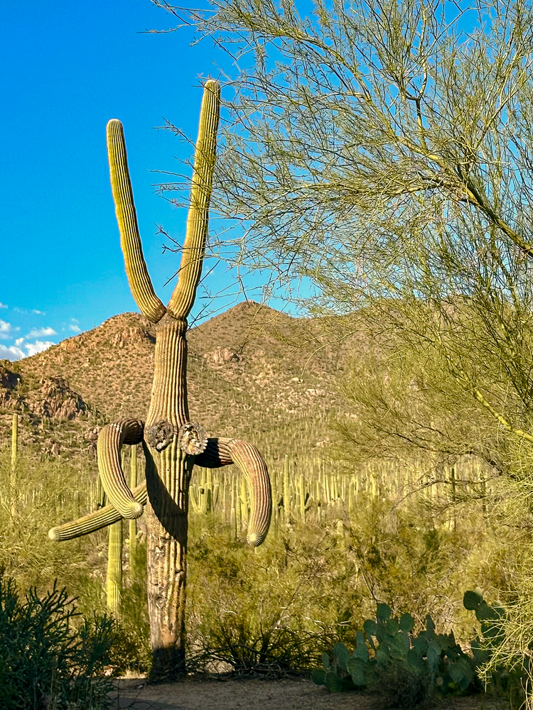 Tucson, Arizona &amp; Saguaro National Park