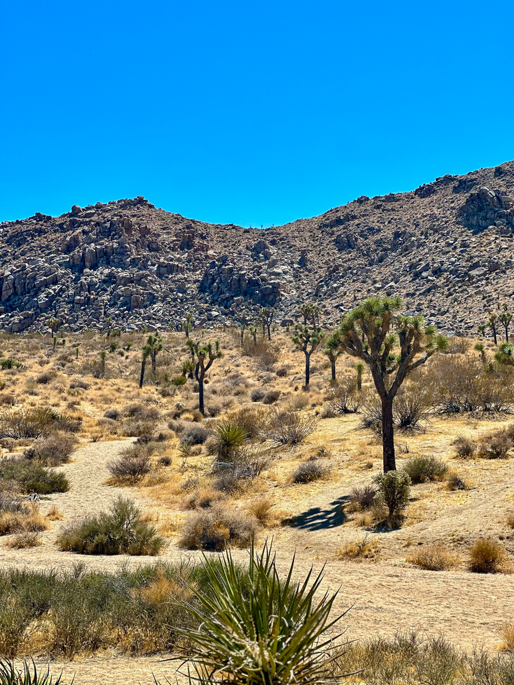 Joshua Tree National Park